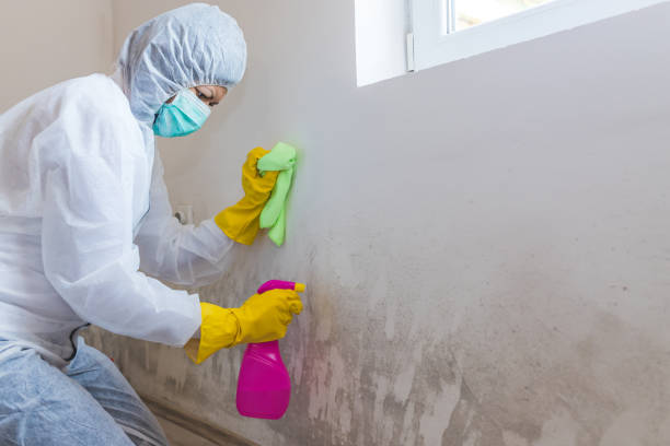 Reliable Reamstown, PA Mold Removal Solutions